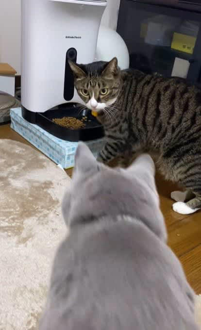 『ご飯を待っている弟猫』に『兄猫』が近づいた結果…