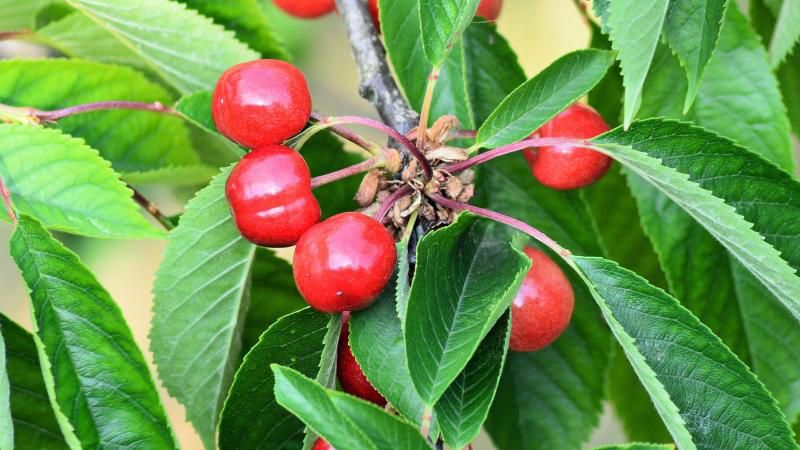 « il n’y a pas encore de solution » : une mouche ravageuse inquiète des producteurs de fruits
