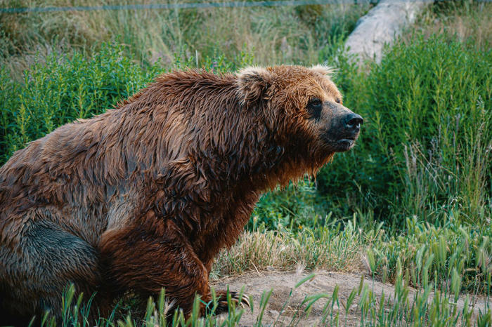 ważne ostrzeżenie. w małopolskiej gminie pojawił się niedźwiedź