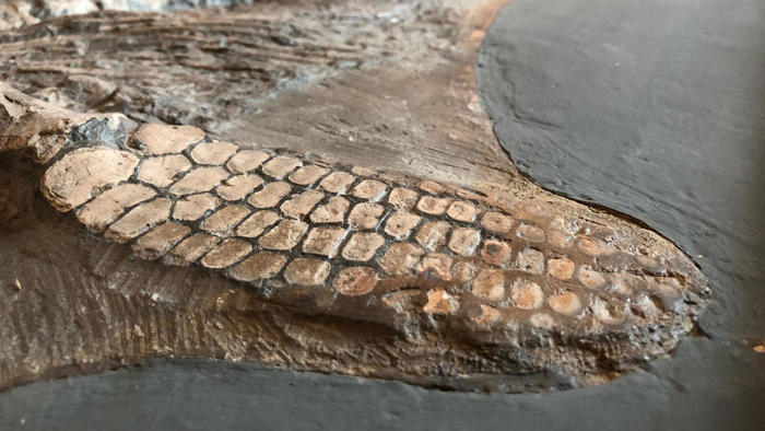 jurassic fossil found in storeroom to go on display