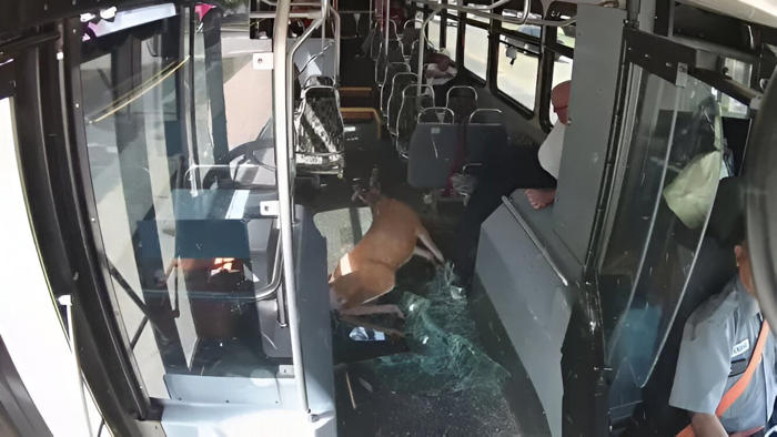 ciervo impacta contra autobús en rhode island