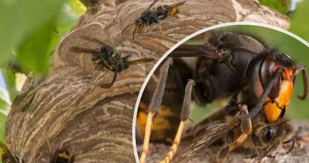 nejhorší invaze cikád za 200 let: hlučný hmyz v usa pokrývá chodníky a leze po lidech