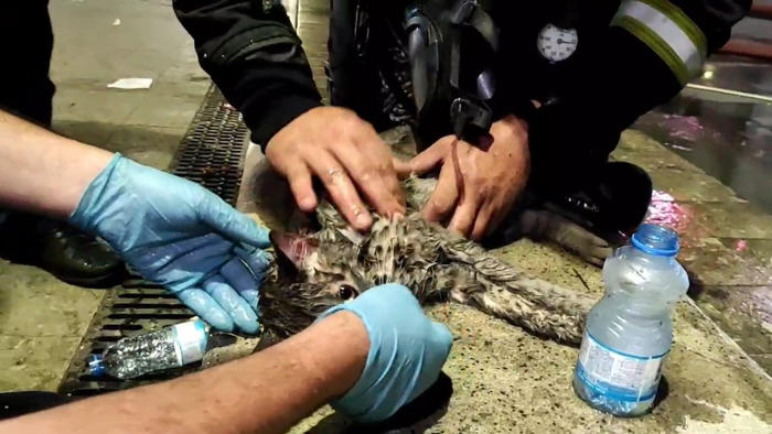 yangında mahsur kalan kediyi hayatta tutma mücadelesi