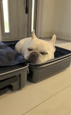 スーツケースを広げていたら『僕も連れてって…』どうしても一緒に行きたい犬が36万再生「可愛すぎるｗ」「置いてくなんて無理だ」と悶絶の声