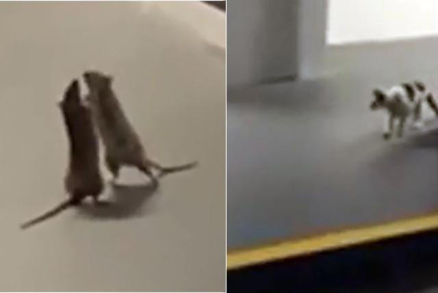 así registraron la curiosa reacción de un gato que presenció una pelea de ratas