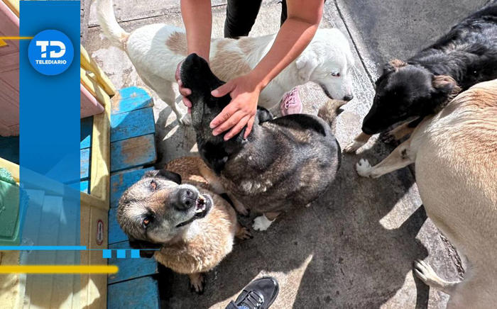 erika, la mujer que vende tamales y postres para rescatar perritos en edomex