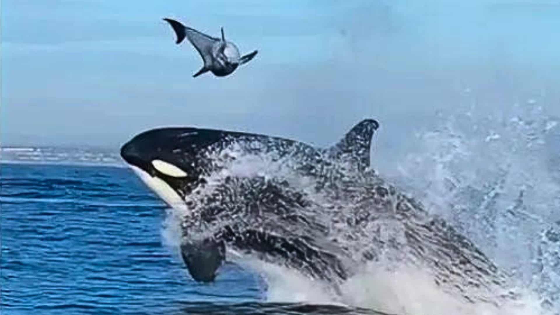 <p>Yes, orcas have a tall, triangular dorsal fin, which can be up to 6 feet tall in males. </p>           Sharks, lions, tigers, as well as all about cats & dogs!           <a href='https://www.msn.com/en-us/channel/source/Animals%20Around%20The%20Globe%20US/sr-vid-ryujycftmyx7d7tmb5trkya28raxe6r56iuty5739ky2rf5d5wws?ocid=anaheim-ntp-following&cvid=1ff21e393be1475a8b3dd9a83a86b8df&ei=10'>           Click here to get to the Animals Around The Globe profile page</a><b> and hit "Follow" to never miss out.</b>
