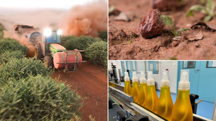 nsw jojoba farmers turn crop with disastrous past into golden opportunity in skincare market