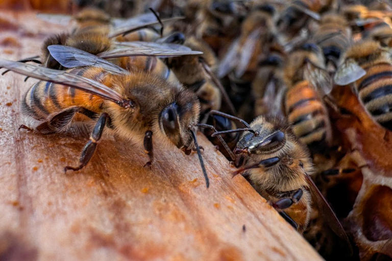 Honeybees can detect lung cancer in humans: Research