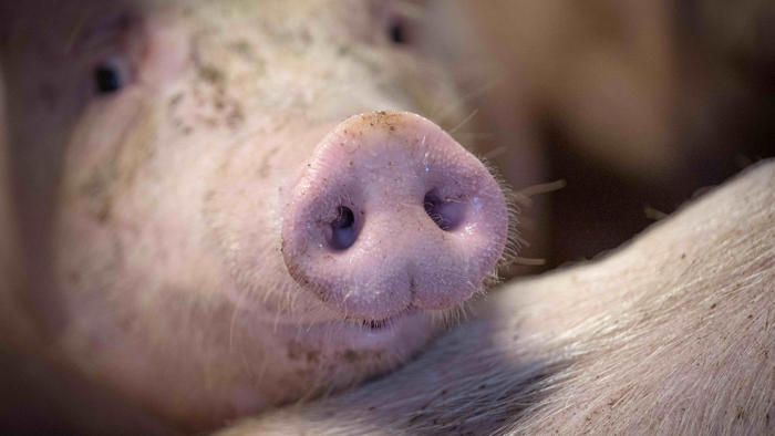 rüsselsheim: erster fall der afrikanischen schweinepest in hessen – virus offenbar vom mensch verbreitet