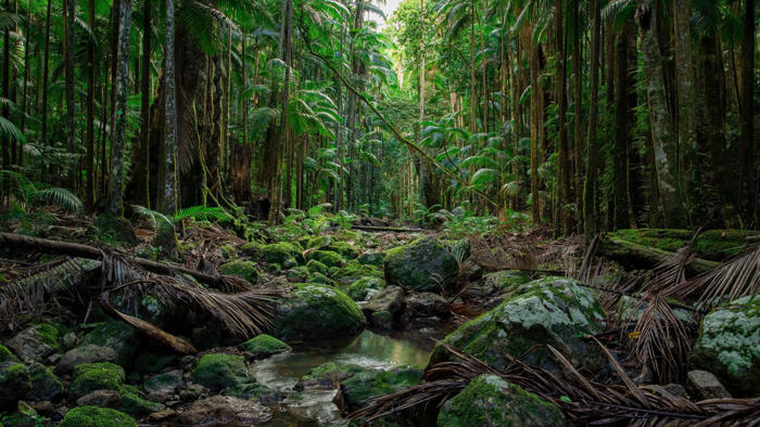 rainforest project to create new generation of 'super trees' on rural property near lismore