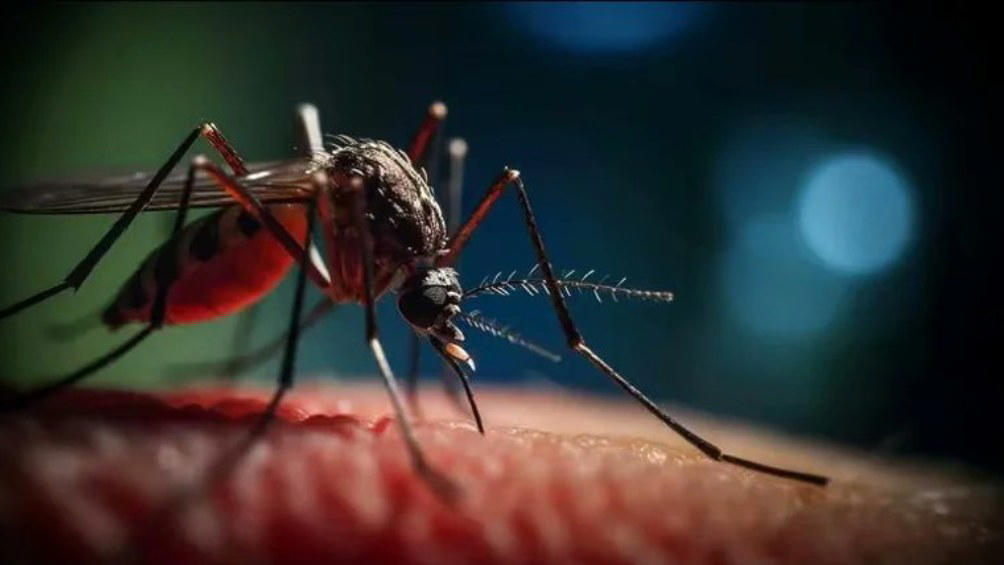 alertan de un virus que se contagia por la picadura de mosco en latinoamérica