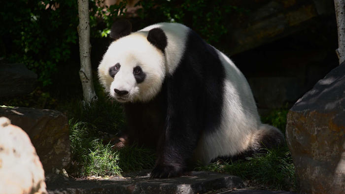 new pair of giant pandas for adelaide zoo, wang wang and fu ni to return to china by end of year