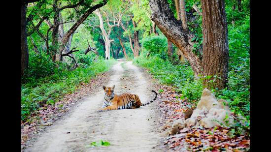 u.p. tiger reserves to remain open till june 25