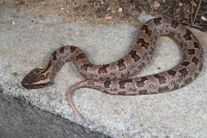 中国の研究者 雲南省でヘビの新種を発見