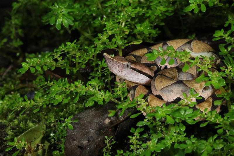 揭秘台灣野生百步蛇生殖生態 護卵、護幼影像全球首發