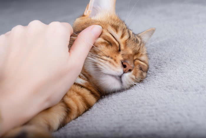 『睡眠中の猫』に絶対やってはいけないタブーな行為4つ 不機嫌になる、ではすまされない！