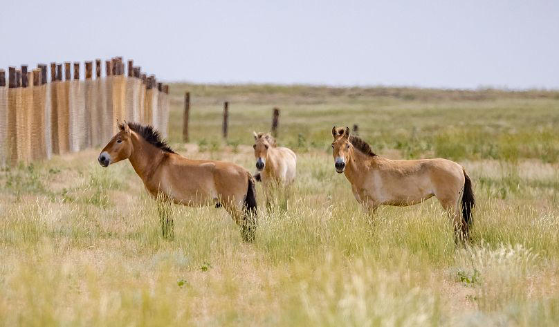 des rares chevaux sauvages de retour dans la steppe dorée du kazakhstan après avoir été sauvés de l'extinction