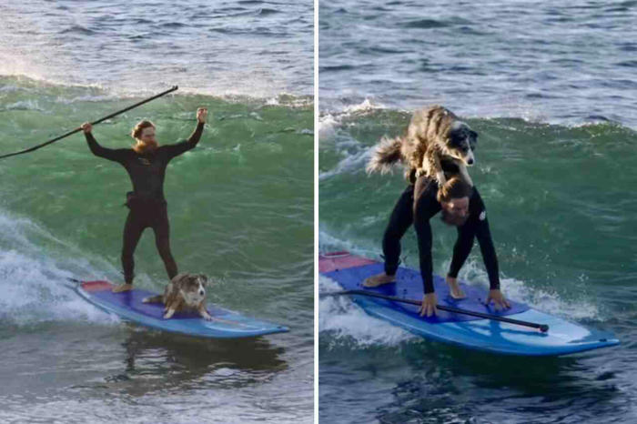 video: cane esegue manovre impressionanti con il suo proprietario mentre fa surf