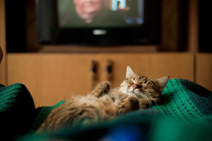 『睡眠中の猫』に絶対やってはいけないタブーな行為4つ 不機嫌になる、ではすまされない！