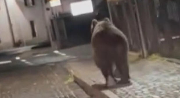 orso a spasso per le vie di malé durante la festa di fine anno scolastico. il video diventa virale: «é un pericolo»