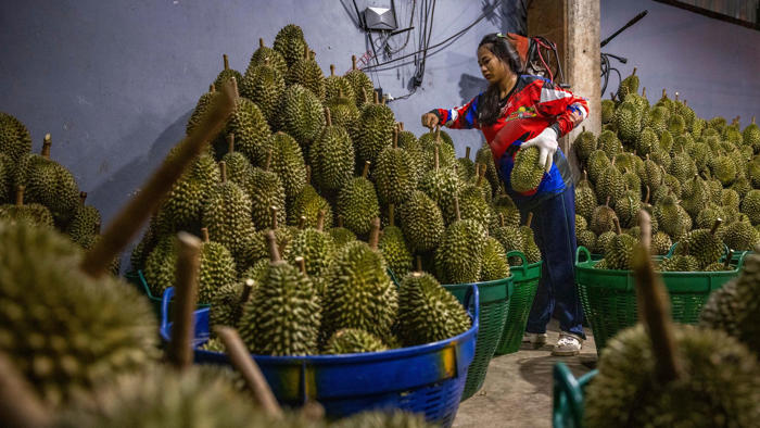 durian: wie die stinkende superfrucht thailand reich macht
