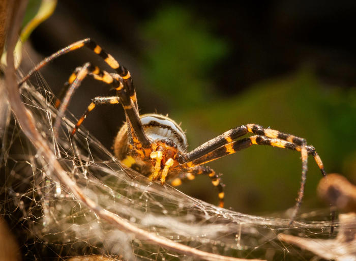 latający pająk w polsce. przypomina osę i jest jadowity