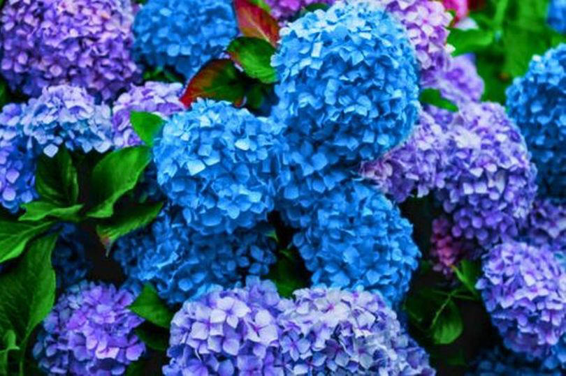 hydrangeas will grow huge flowers if you add one cheap and natural item to the garden now