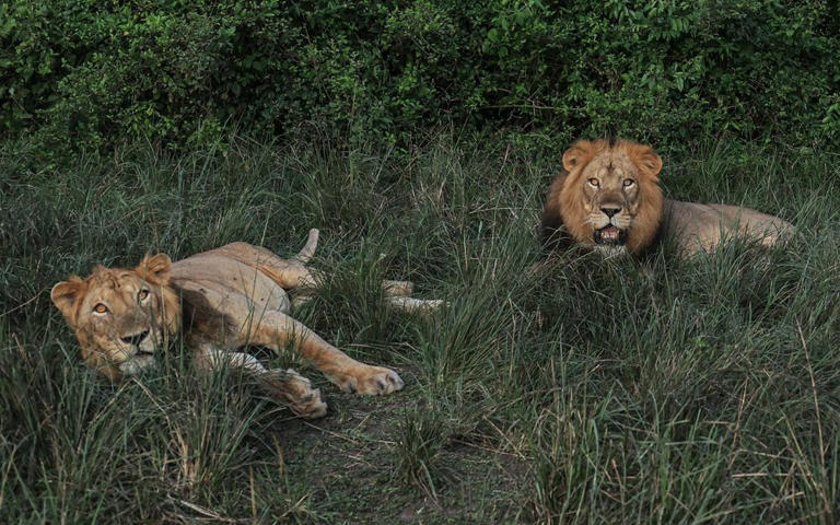 Three-legged lion makes record-breaking swim across a crocodile-infested river - for sex