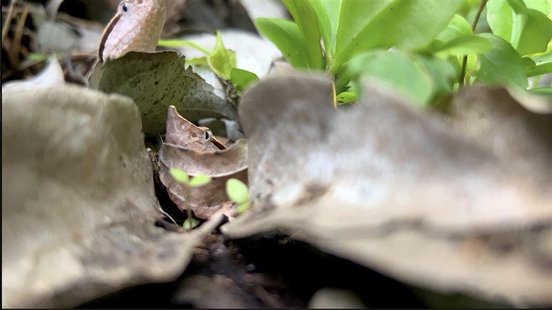 揭秘台灣野生百步蛇生殖生態 護卵、護幼影像全球首發