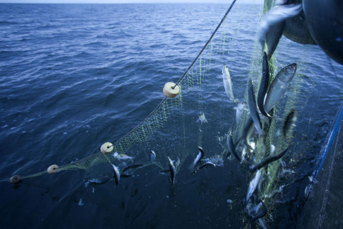 regnefejl gav to virksomheder lov til at fange for mange fisk