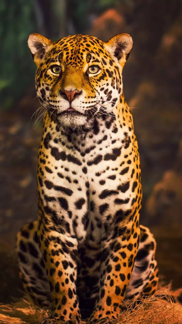 10 most beautiful and majestic members of the wild cat family