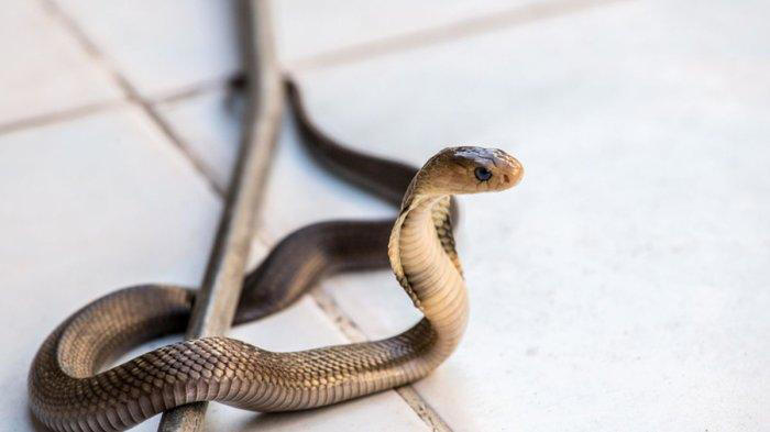 9 arti mimpi digigit ular menurut primbon jawa,ternyata tafsirnya bisa pertanda baik dan buruk