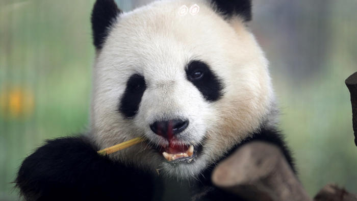 ‘panda diplomacy’: china pledges to send adelaide zoo two more pandas