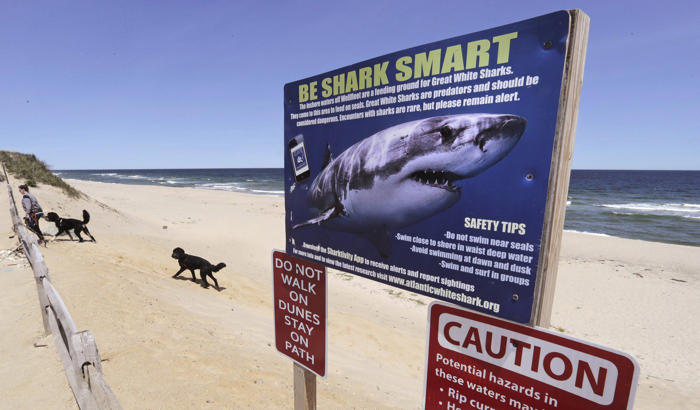 new signs warning of great white sharks in the works for some east coast beaches