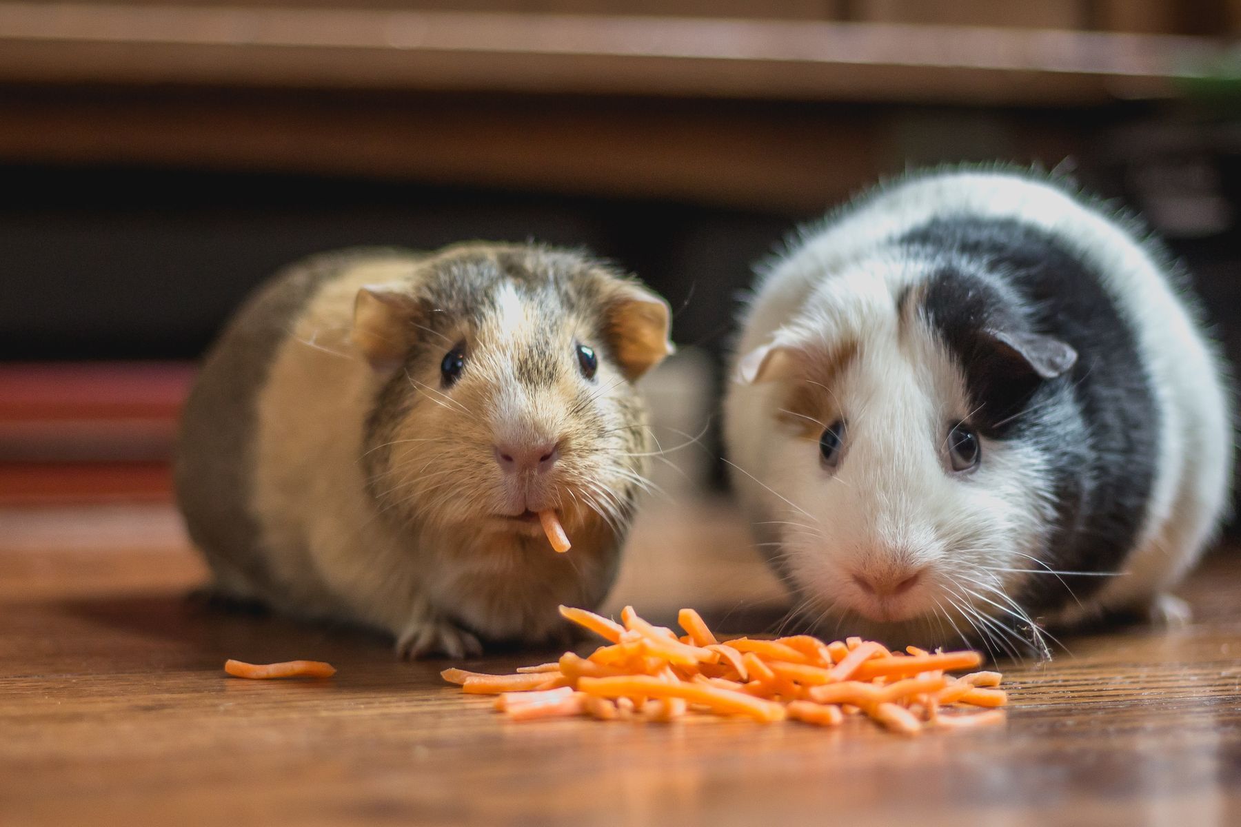 20 crazy facts about guinea pigs