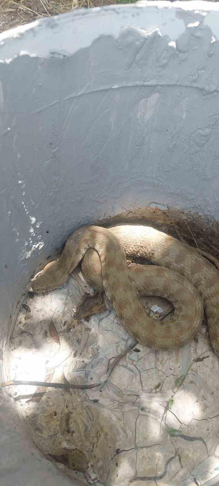 kümese giren en zehirli yılanlardan koca engerek doğal ortamına bırakıldı