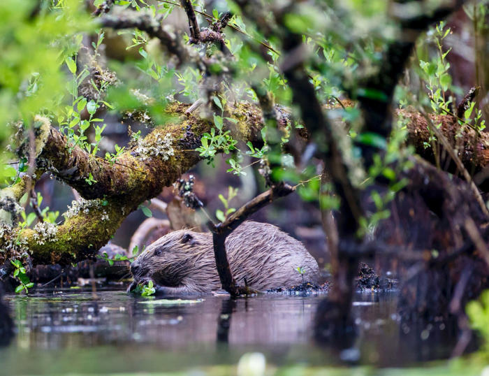 beavers pave way for return of endangered water voles to scottish rainforest