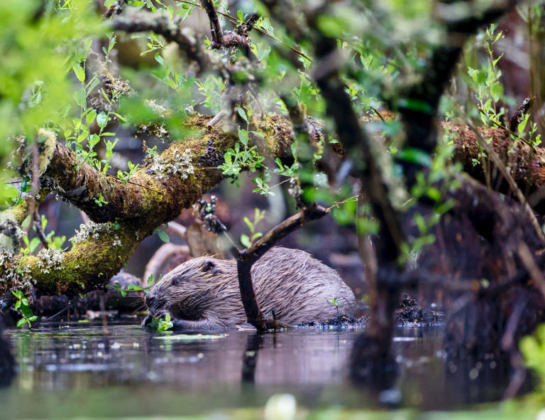 Beavers pave way for return of endangered water voles to Scottish ...