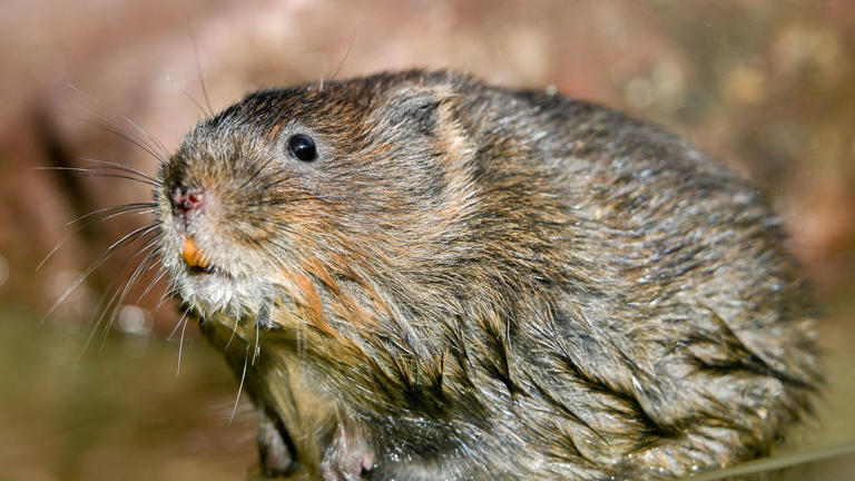 Beavers pave way for return of endangered water voles to Scottish ...