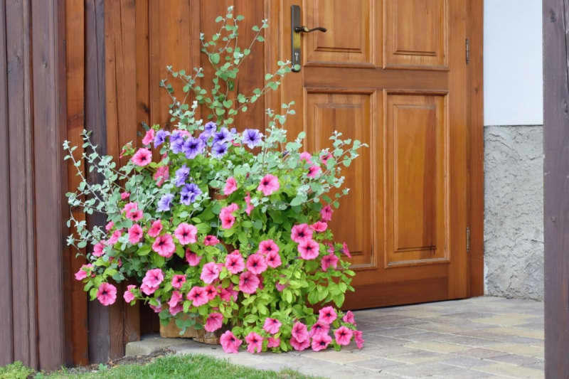 【寄せ植えガーデニング】玄関前をおしゃれに彩る寄せ植えプランター《おすすめ植物3選》