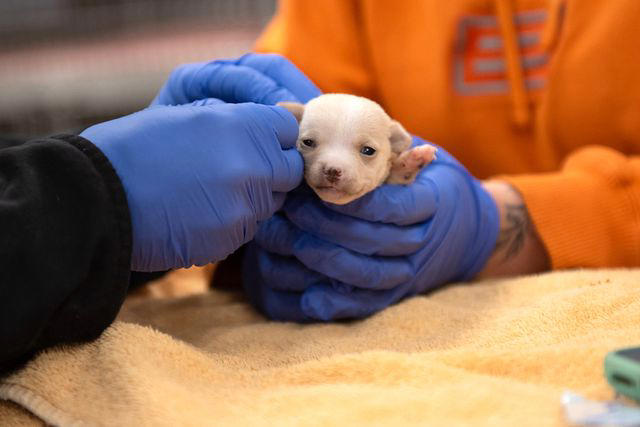 baby chihuahua on the mend after suffering seizure following rescue from hoarding home: 'healthy and thriving'