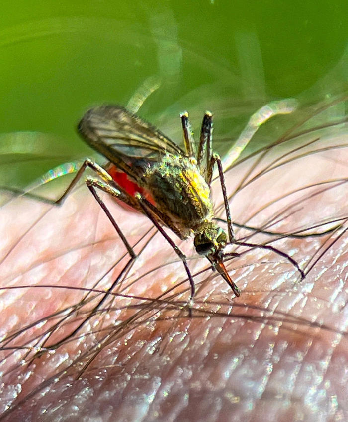 expert sågar metod mot mygg