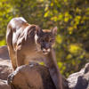 Mountain lion found dead less than a mile from wildlife crossing construction site<br>
