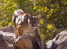Mountain lion found dead less than a mile from wildlife crossing construction site<br><br>