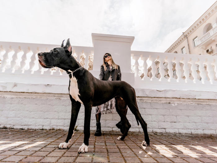 video: „něžný obr“. největší pes světa potřebuje deset misek žrádla denně