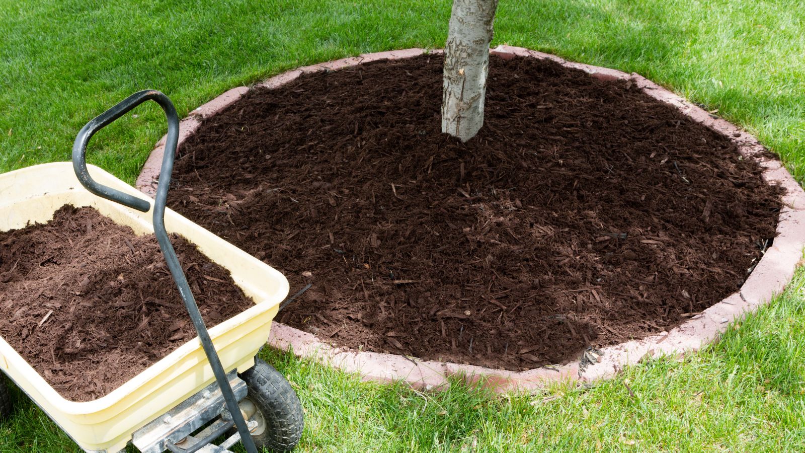 Landscaping Around Exposed Tree Roots – 5 Easy Ideas