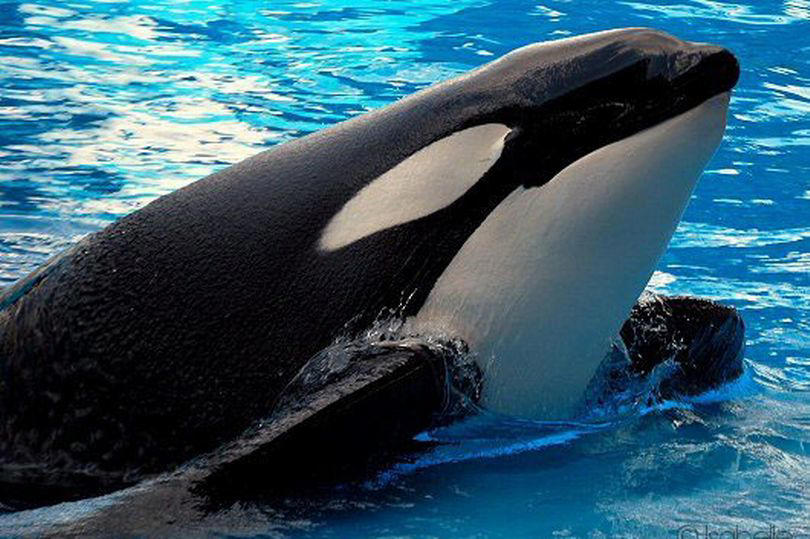 8 animals which changed the world - from lucy the spaniel to to tilikum the orca