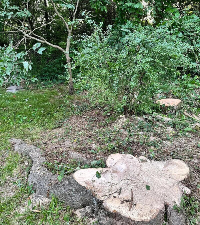 frustrated homeowner seeks advice after neighbor cuts down trees on property: 'i have spent so much time and money improving my yard'