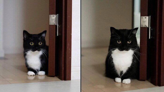 「お風呂の出待ち」をする猫の2枚の写真を比較 3年経って「ますます可愛くなった」姿に反響！